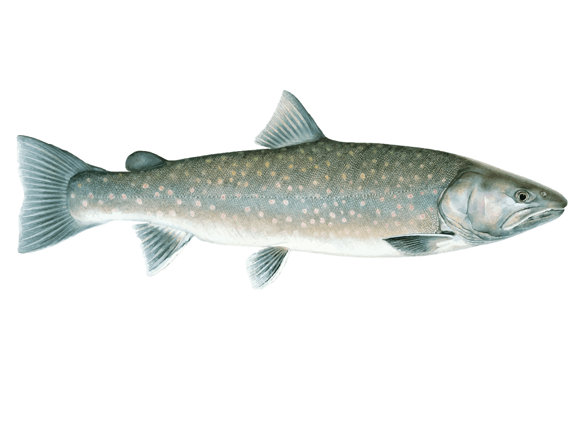 Bull Trout